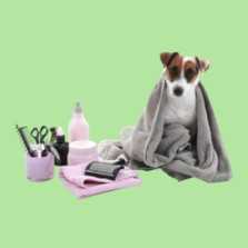 Dog Grooming Course