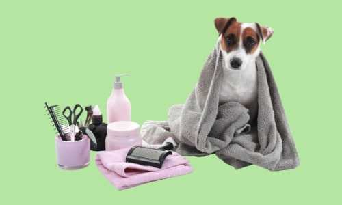 Dog Grooming Course